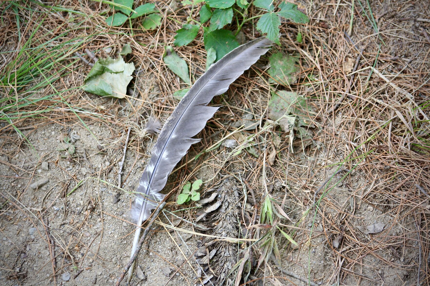 Sandbar Wildlife Refuge feather